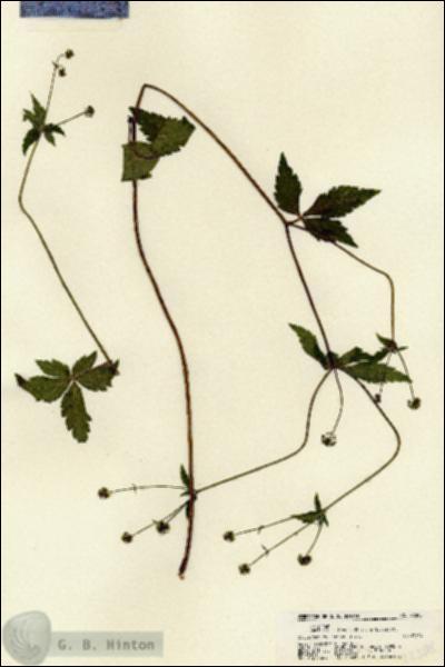 URN_catalog_HBHinton_herbarium_22308.jpg.jpg
