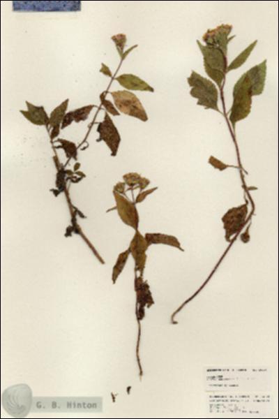 URN_catalog_HBHinton_herbarium_24920.jpg.jpg