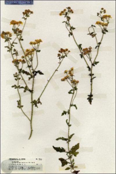 URN_catalog_HBHinton_herbarium_19966.jpg.jpg