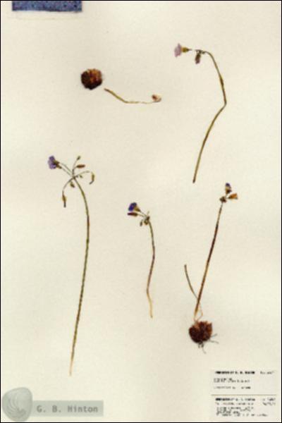 URN_catalog_HBHinton_herbarium_24241.jpg.jpg