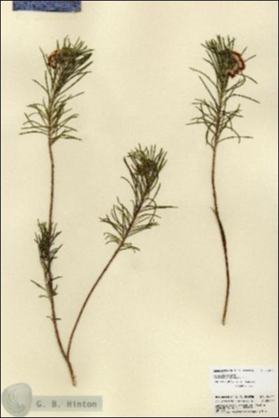 URN_catalog_HBHinton_herbarium_22011.jpg.jpg