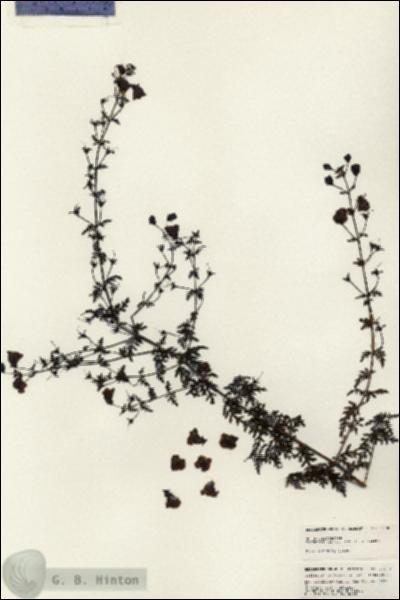 URN_catalog_HBHinton_herbarium_24900.jpg.jpg