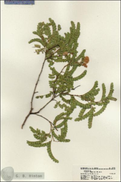 URN_catalog_HBHinton_herbarium_21230.jpg.jpg