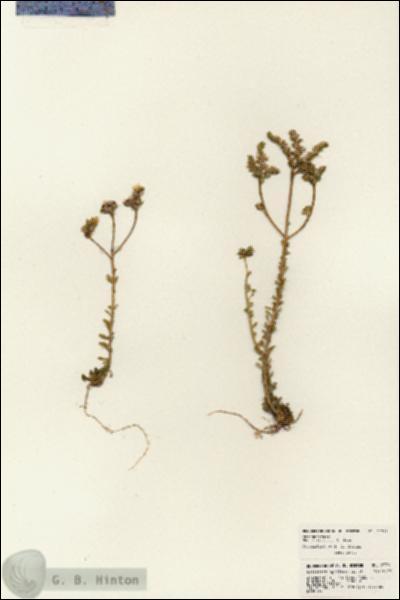 URN_catalog_HBHinton_herbarium_23761.jpg.jpg