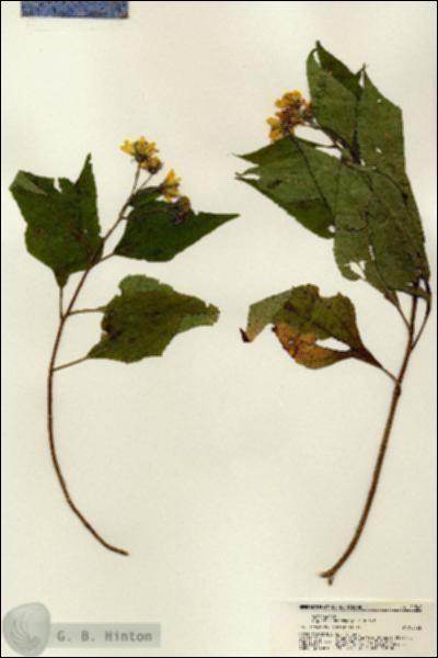 URN_catalog_HBHinton_herbarium_21342.jpg.jpg