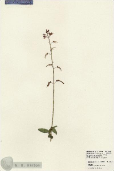 URN_catalog_HBHinton_herbarium_23683.jpg.jpg