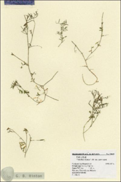 URN_catalog_HBHinton_herbarium_18435.jpg.jpg
