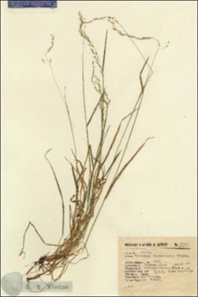 URN_catalog_HBHinton_herbarium_2314.jpg.jpg