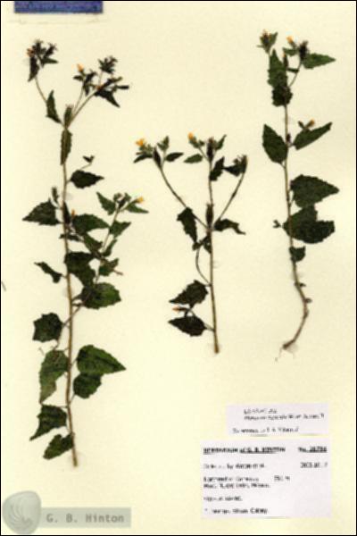 URN_catalog_HBHinton_herbarium_28784.jpg.jpg