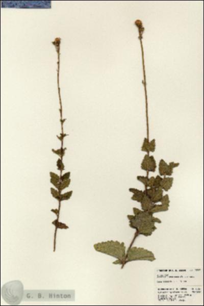 URN_catalog_HBHinton_herbarium_23767.jpg.jpg