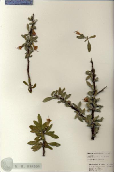 URN_catalog_HBHinton_herbarium_25484.jpg.jpg