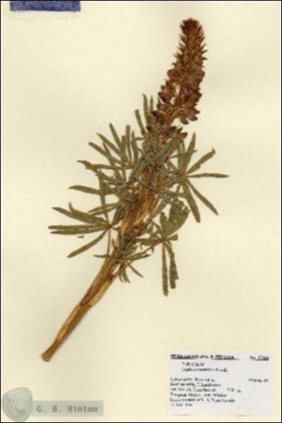 URN_catalog_HBHinton_herbarium_17326.jpg.jpg