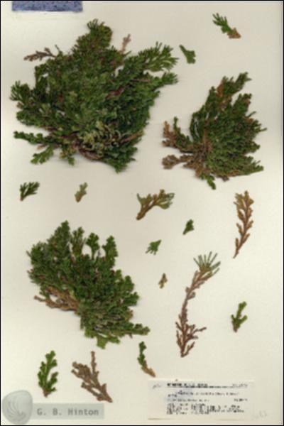 URN_catalog_HBHinton_herbarium_21143.jpg.jpg