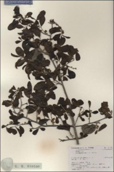 URN_catalog_HBHinton_herbarium_17738.jpg.jpg