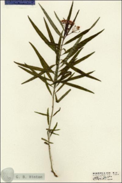 URN_catalog_HBHinton_herbarium_21411.jpg.jpg