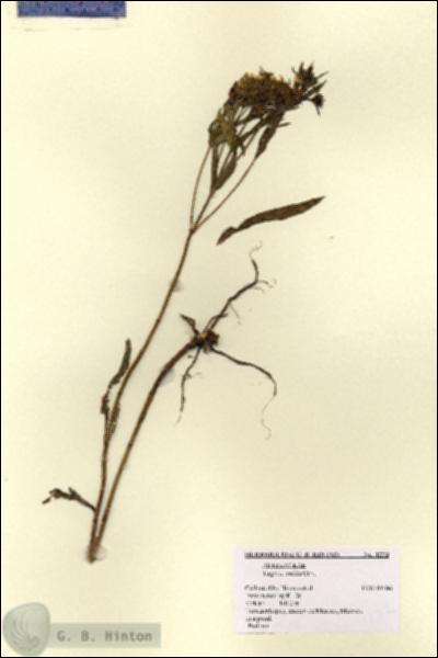 URN_catalog_HBHinton_herbarium_1272.jpg.jpg