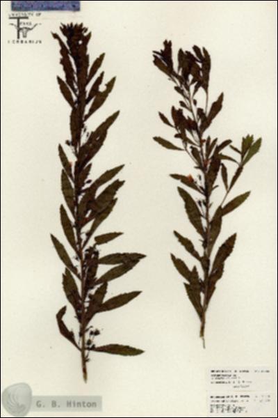 URN_catalog_HBHinton_herbarium_26492.jpg.jpg