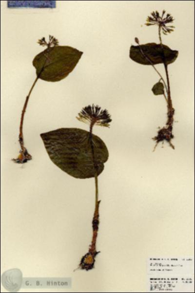 URN_catalog_HBHinton_herbarium_23302.jpg.jpg