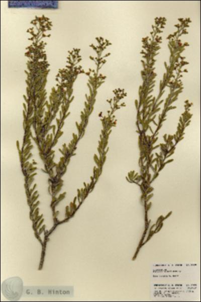 URN_catalog_HBHinton_herbarium_21899.jpg.jpg