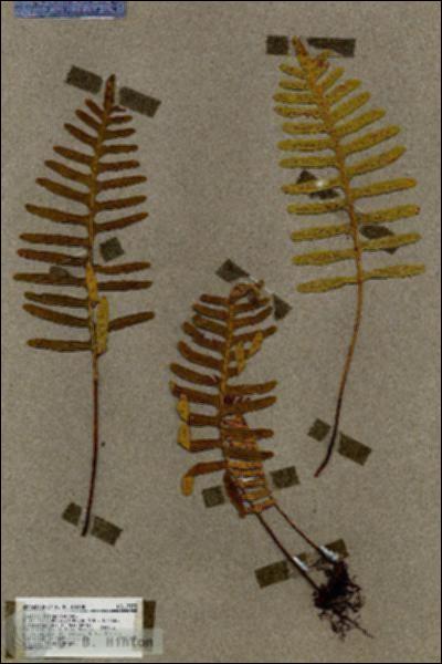 URN_catalog_HBHinton_herbarium_17373.jpg.jpg