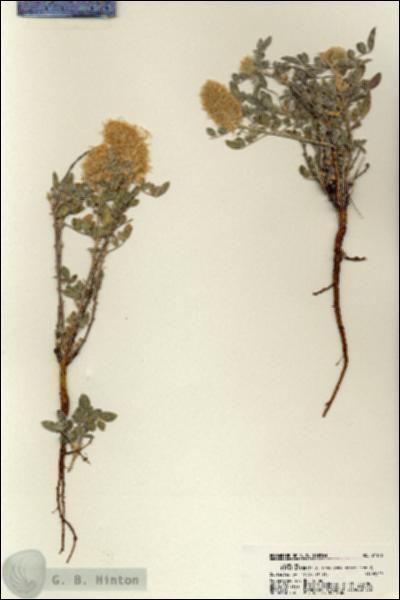 URN_catalog_HBHinton_herbarium_21146.jpg.jpg
