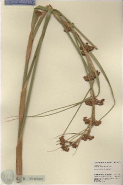 URN_catalog_HBHinton_herbarium_21910.jpg.jpg