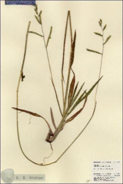 URN_catalog_HBHinton_herbarium_21952.jpg.jpg