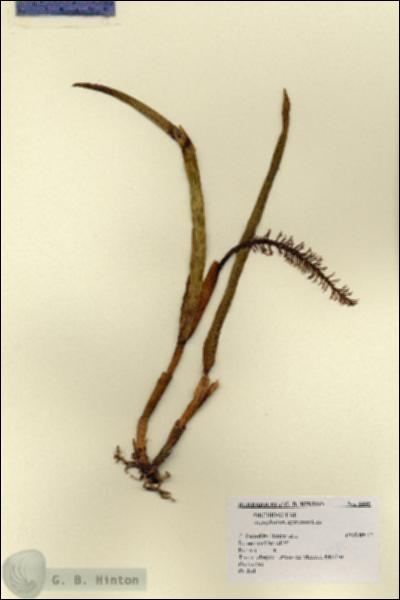 URN_catalog_HBHinton_herbarium_8445.jpg.jpg