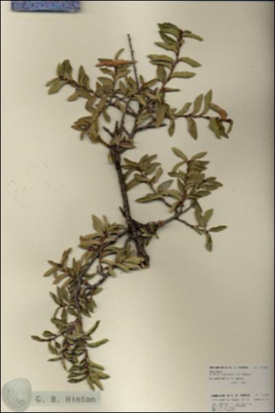 URN_catalog_HBHinton_herbarium_27007.jpg.jpg