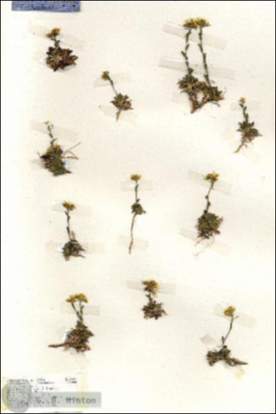 URN_catalog_HBHinton_herbarium_19391.jpg.jpg