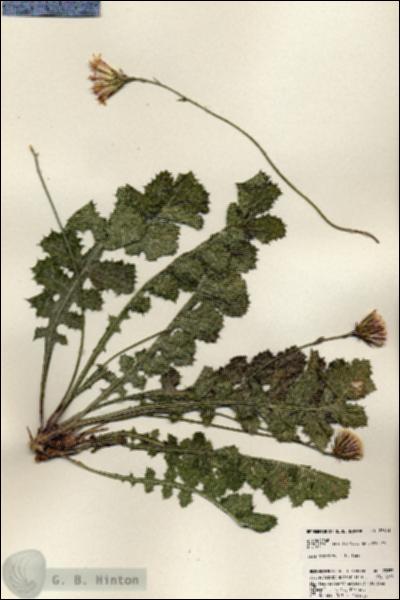 URN_catalog_HBHinton_herbarium_23853.jpg.jpg