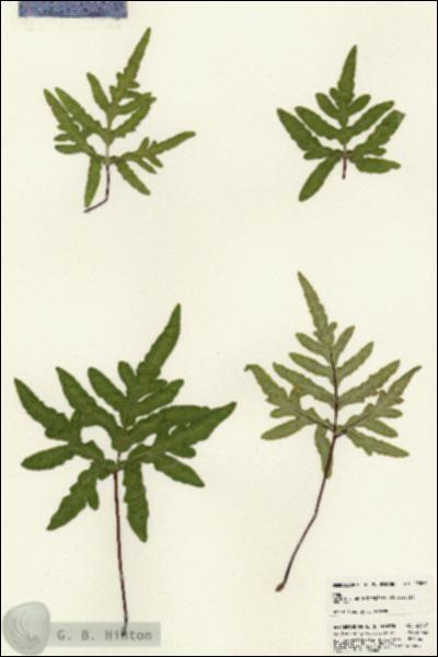 URN_catalog_HBHinton_herbarium_23067.jpg.jpg