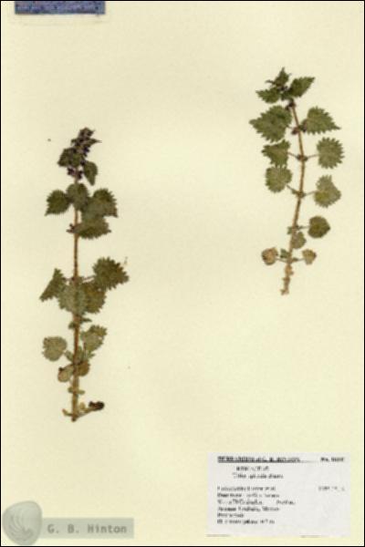 URN_catalog_HBHinton_herbarium_18841.jpg.jpg