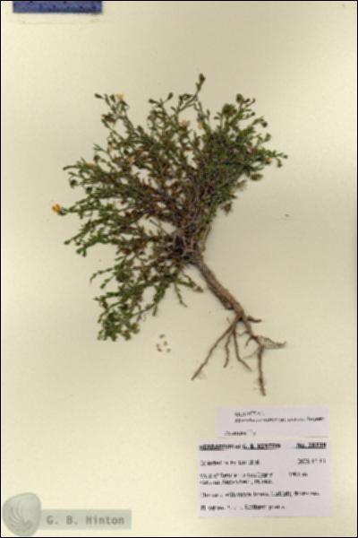 URN_catalog_HBHinton_herbarium_28739.jpg.jpg