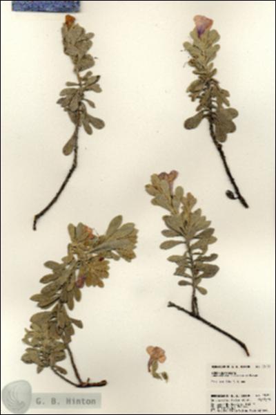 URN_catalog_HBHinton_herbarium_23131.jpg.jpg