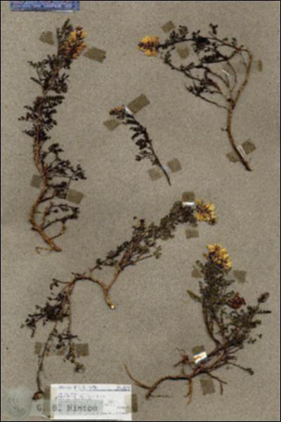 URN_catalog_HBHinton_herbarium_18280.jpg.jpg