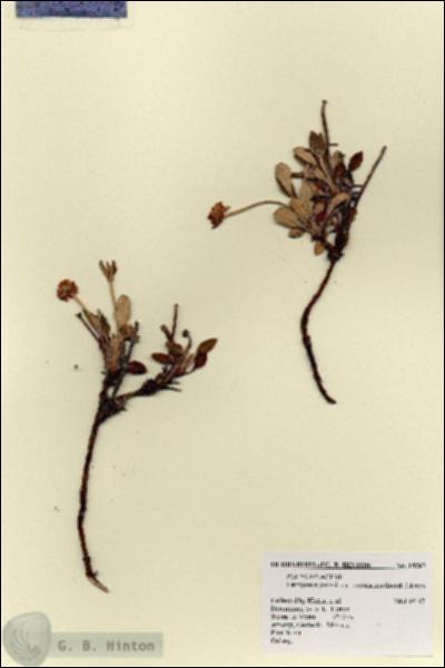 URN_catalog_HBHinton_herbarium_18267.jpg.jpg