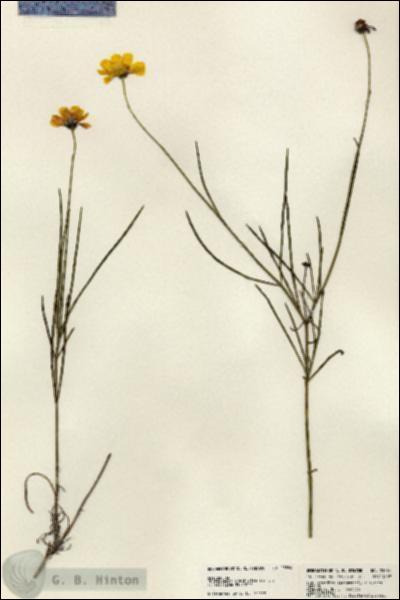 URN_catalog_HBHinton_herbarium_23864.jpg.jpg