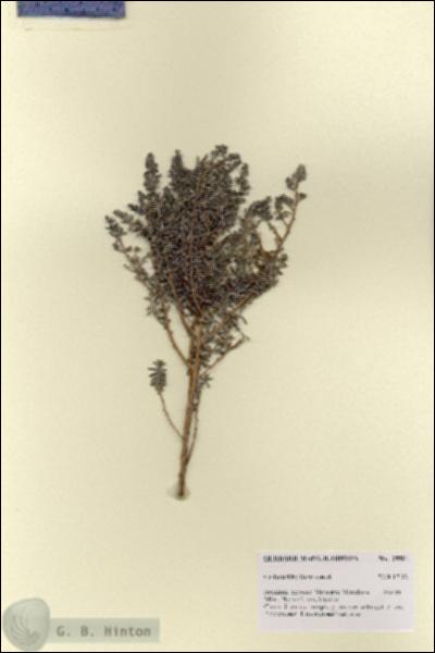 URN_catalog_HBHinton_herbarium_28801.jpg.jpg