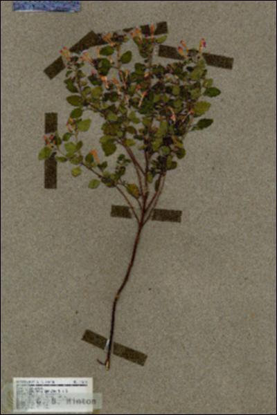URN_catalog_HBHinton_herbarium_17626.jpg.jpg