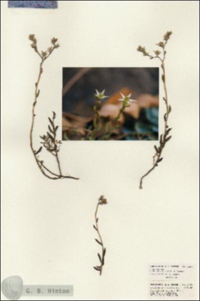 URN_catalog_HBHinton_herbarium_21596.jpg.jpg