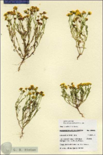 URN_catalog_HBHinton_herbarium_28665.jpg.jpg