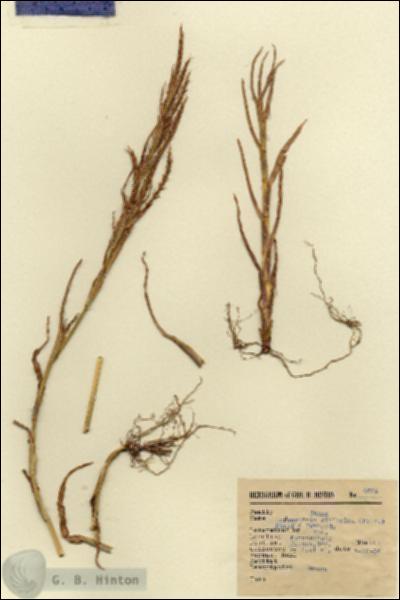 URN_catalog_HBHinton_herbarium_6031.jpg.jpg