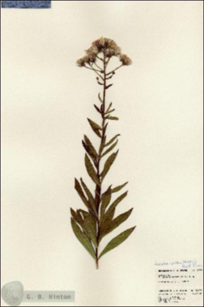 URN_catalog_HBHinton_herbarium_24718.jpg.jpg