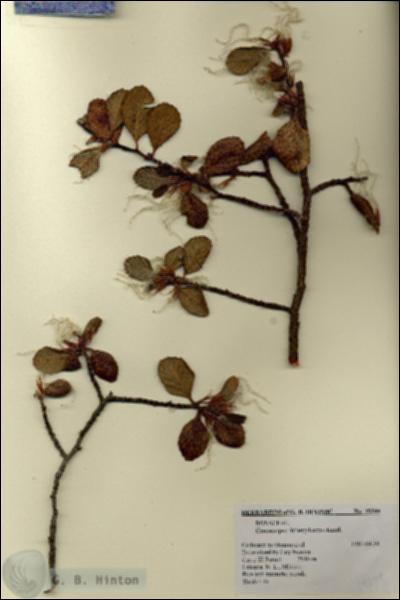 URN_catalog_HBHinton_herbarium_19399.jpg.jpg