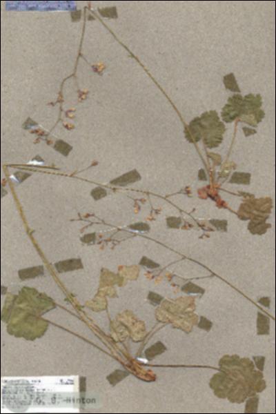 URN_catalog_HBHinton_herbarium_17340.jpg.jpg