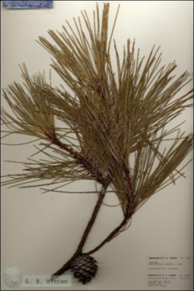 URN_catalog_HBHinton_herbarium_24690.jpg.jpg