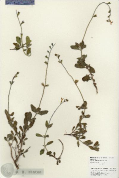 URN_catalog_HBHinton_herbarium_25969.jpg.jpg