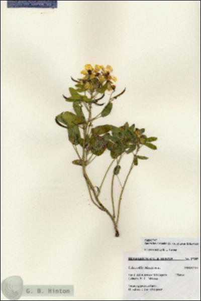 URN_catalog_HBHinton_herbarium_27205.jpg.jpg