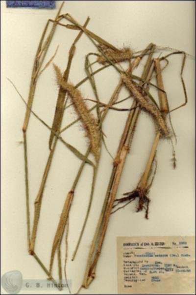 URN_catalog_HBHinton_herbarium_5262.jpg.jpg